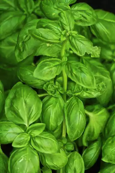 US Seller Sweet Basil Ocimum Basilicum 500 Seeds Fast Shipping - £8.84 GBP