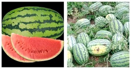 120 Seeds Lazy Melon King Watermelon Bonsai red Meat Potted Fruit - (Color: 1) - £21.94 GBP