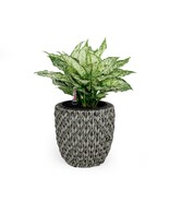 Catleza 10.6&quot; Self-Watering Wicker Planter - Garden Decoration Pot - Gra... - $1,288.49 MXN