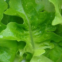 VP Lettuce Oak Leaf Oakleaf Green Salads 500 Seeds  - £1.26 GBP