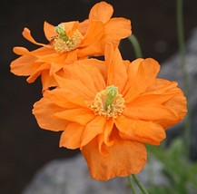 200+ Moroccan Orange Poppy Seeds For Garden Planting - USA - ! - $6.30