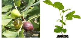 Live Plant Celeste Fig (Honey/Sugar Fig) - Ficus carica - Live Plant - $42.99