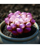 &quot; 10 PCS Haworthia Seeds GIM &quot; - $13.98