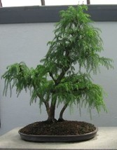 60 Seeds Cryptomeria Japonica Bonsai Tree – Evergreen Gardening - £10.30 GBP