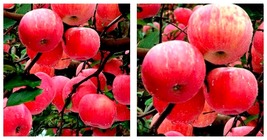 100% True Red Fuji Apple Fruit 30 Seeds Tasty Sweet Big-sized Fruit - £15.81 GBP