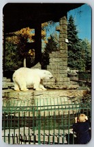 Polar Bear at City Park Zoo Denver Colorado CO UNP Unused Chrome Postcard K2 - £2.35 GBP