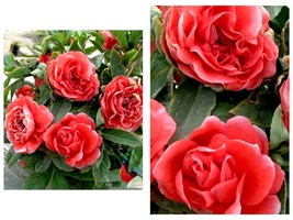 100PCS Camellia impatiens Seeds Dark Red Double Flowers - £13.34 GBP