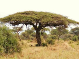 Acacia Tortilis Umbrella Thorn Tree Exotic Seeds Fresh USA Shipping - $332.63 MXN