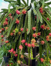 1 Pcs Starter Plant 6&quot; Tall Dragon Fruit Plant, Edgar&#39;s Baby Fruit Plant | RK - £25.12 GBP