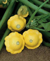 25 Squash Seeds Yellow Summer Sunburst Seeds Garden USA - $15.00