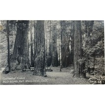 RPPC Vintage Postcard, Cathedral Grove, Muir Woods, San Francisco CA - £15.95 GBP