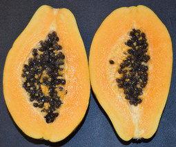 FREE SHIPPING Carica papaya Kamiya Laie Gold Golden Hawaiian Papaya 100 Seeds - £11.18 GBP