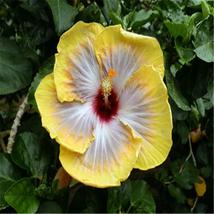Yellow Colour Exotic Rare Hibiscus For Garden Flower Beds Plant Bush 20 Seeds - £9.93 GBP