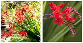 RED CROCOSMIA Lucifer Plant Seeds 100 Plant Seeds Gardening - £20.32 GBP