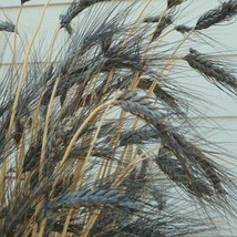 10 Pcs Black Knight Wheat Seeds #MNSS - £11.84 GBP