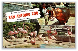 Multivew Greetings From San Antonio Zoo Texas TX UNP Chrome Postcard V22 - £2.32 GBP