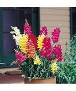 Snapdragon, NORTHERN LIGHTS Mix 1000 Seeds Free Shipping - $76.02 MXN