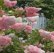 Worldwide Shipping 100Pcs Japanese Lilac Hydrangea Flowers Seeds Pink White Flow - £13.48 GBP