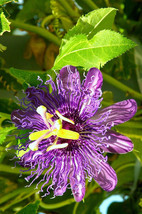 Passion Fruit Purple Flower Vine Maypop Passiflora Incarnata Plant Seed 10 Seeds - £7.05 GBP