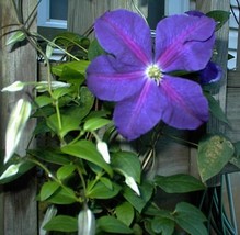 Purple Clematis Flowered Perennial Vine Huge Flowers 25 Seeds Grown Gard... - $8.97