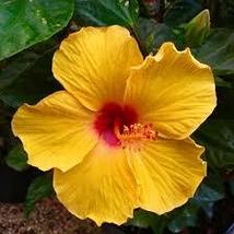 Starter Plant Hibiscus Tequila – Tropical Yellow Orange Blooms for Garde... - $675.60 MXN
