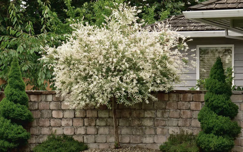 Japanese Dappled Nishiki Willow shrub/tree quart pot - £24.90 GBP