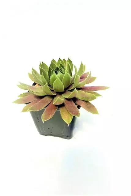 Sempervivum Kalinda 4Inches Sempervivum Hens And Chicks Live Plant Succu... - $18.17
