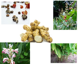 Thai Galangal Seeds, Grow your own, ALPINIA GALANGA, 15 rare vegetable seeds,  h - £7.09 GBP