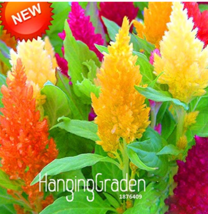 200  pcs/Pack Colorful Pteris Cockscomb Seeds (celosia spicata) Flores Bonsai Fl - £6.30 GBP