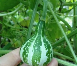 10 Seeds Heirloom Miniature Tennessee Dancing Spinner Gourd Cucurbita Pepo - $10.57