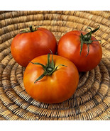 SYR 50 Seeds Longkeeper Tomato Tomatoe Vegetable Edible Food Fast Growing - $13.43