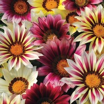 2 Gazania Seeds Day Strawberry Shortcake Mix Gazania Linearis 15 Thru 200 Seeds  - £9.98 GBP