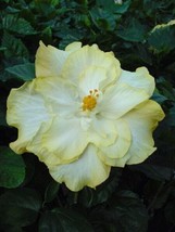 20 Double Yellow White Seeds Flowers Flower Seed - $10.00