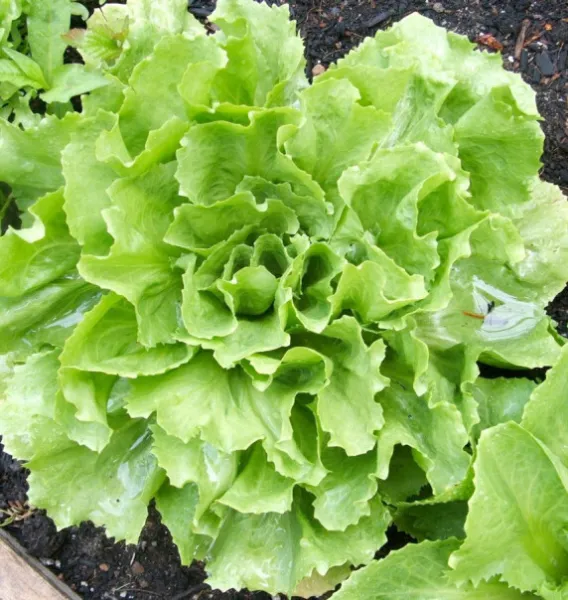 500+Broadleaf Batavian Endive Seeds(Cichorium Endivia) Escarole Vegetable Usa Ga - £6.09 GBP