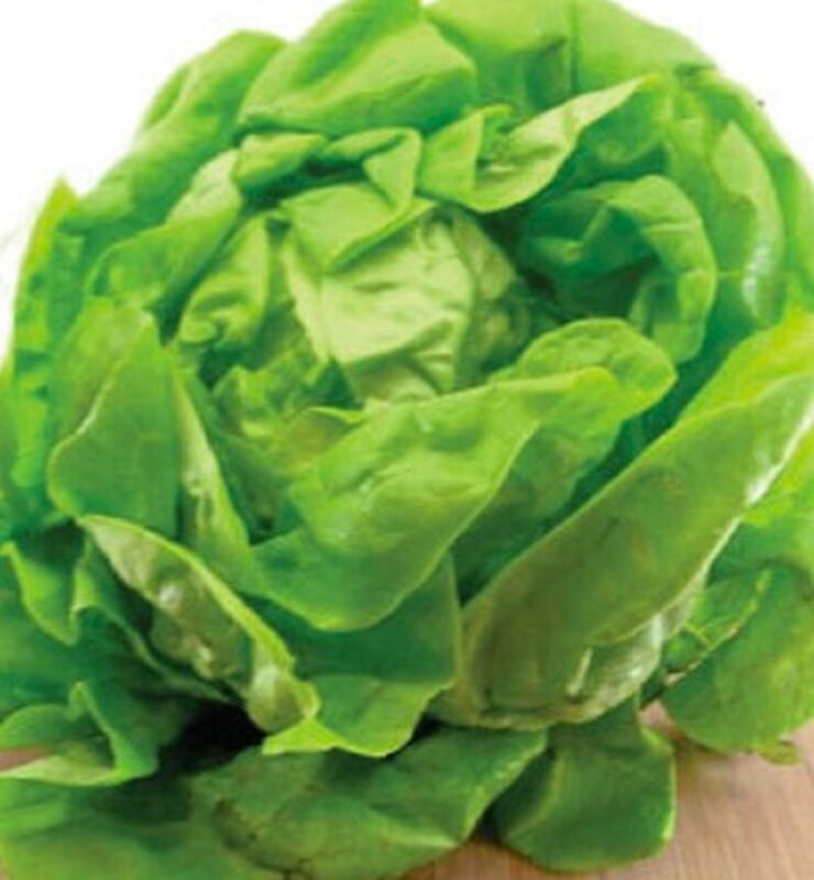 Bibb Lettuce Seeds 500 Seeds Non-Gmo  Fast Shipping - $7.99