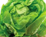 Bibb Lettuce Seeds 500 Seeds Non-Gmo  Fast Shipping - £6.40 GBP