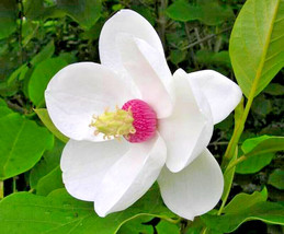 12 Oyama Magnolia Seeds Magnolia Sieboldii Fresh USA Fast Shipping - $11.90