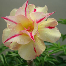 1Seed Red and Yellow Desert Rose Seeds Flower Adenium Obesum Seeds - £24.36 GBP