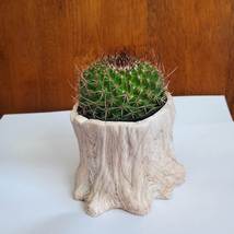 Cactus Planter, Tree Stump Plant Pot with Live Plant, Mammillaria succulent image 3
