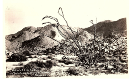 RPPC Postcard Desert Cactus Landscape Mountain Springs Grade - £10.09 GBP