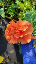 EXOTIC JANE COWELL Hibiscus~ Well Rooted Starter live plant 10 to 15 inc... - $28.99