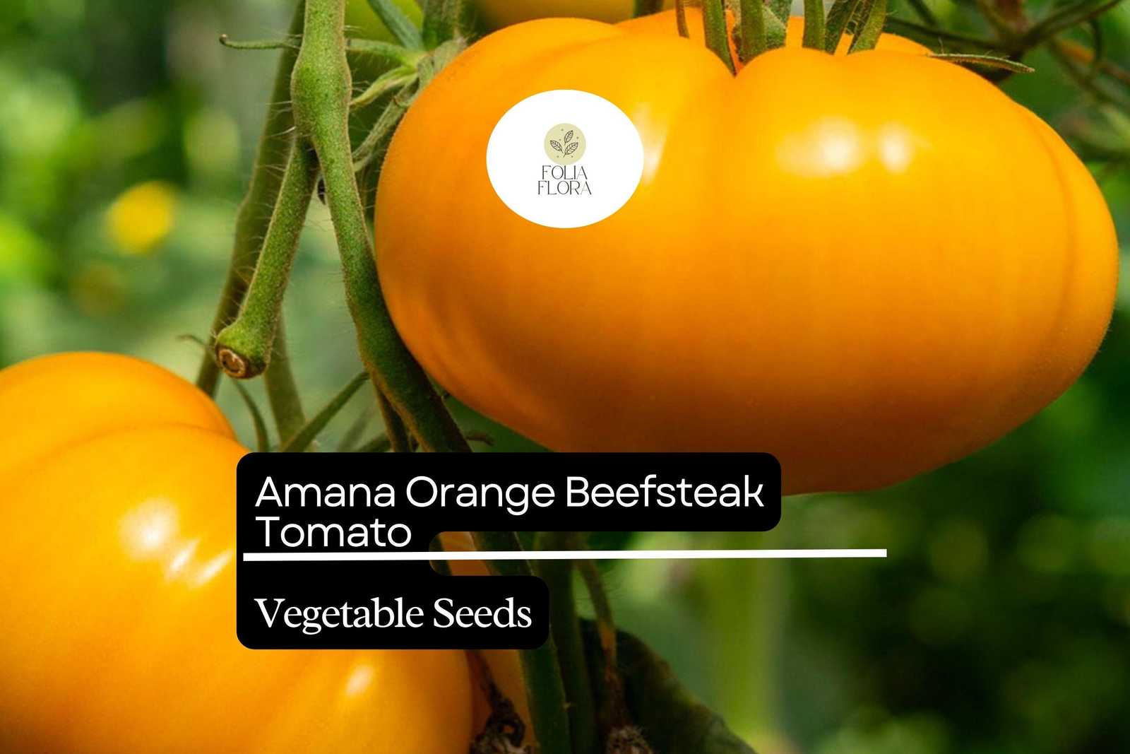 30 Amana Orange Tomato Seeds – Solanum lycopersicum – Heirloom Beefsteak... - $5.14