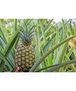 Live Plant - Pineapple Plant - &#39;Elite Gold&#39; - $29.00