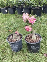 Adenium Obesum Desert Rose Grafted Plant BD04 - £27.69 GBP