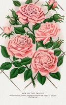 10292.Decor Poster.Room wall home art design.Garden Flower.Floral.Prairie Rose - £13.45 GBP+