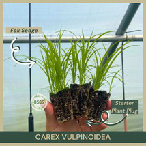 Starter Plant Plug Carex Vulpinoidea Fox Sedge Rain Water Loving Beautifully Fre - $19.99