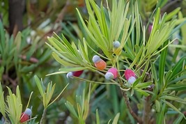 120 Seeds Podocarpus Macrophyllus Tree Seeds Bonsai Luo Han Song Evergreen - $14.37