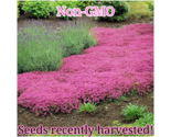 1000 Seeds Pink Creeping Thyme Non-Gmo - £9.37 GBP