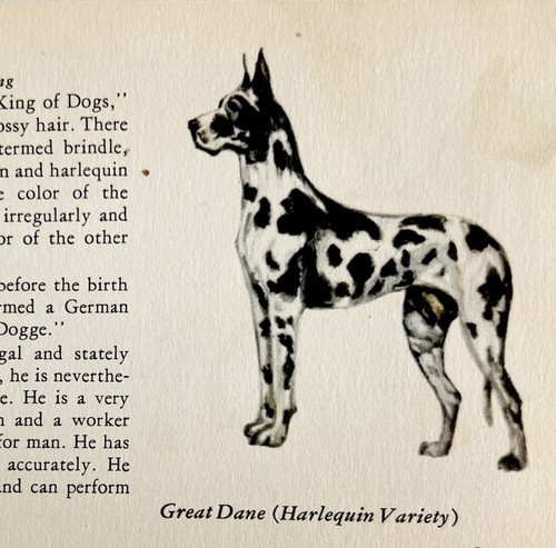 Harlequin Great Dane 1939 Dog Breed Art Ole Larsen Color Plate Print PCBG18 - $29.99