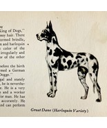 Harlequin Great Dane 1939 Dog Breed Art Ole Larsen Color Plate Print PCBG18 - $41.01 CAD